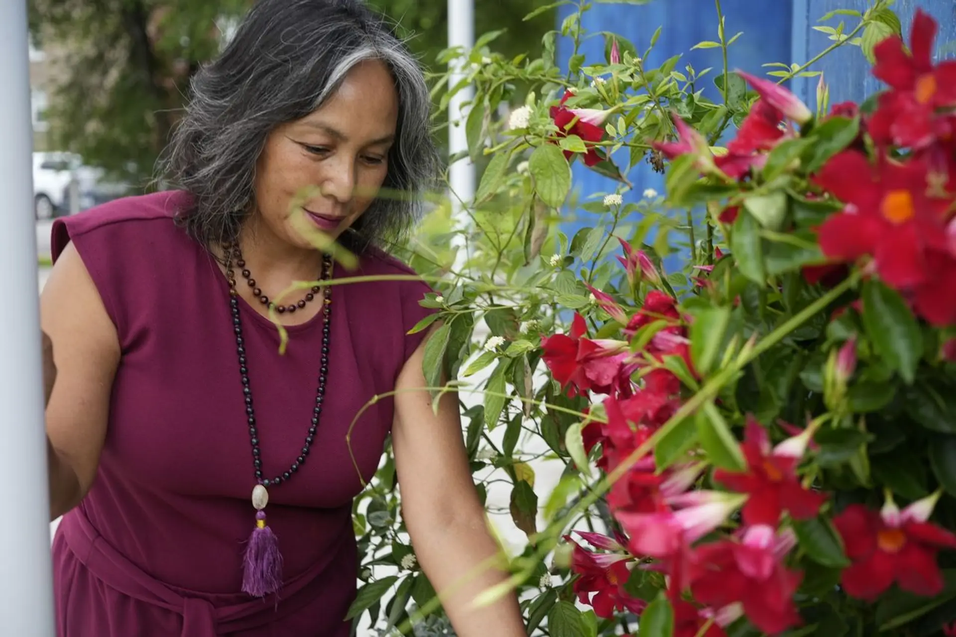 Annamaria Varona tending to vibrant red clematis flowers in a North Lawndale garden